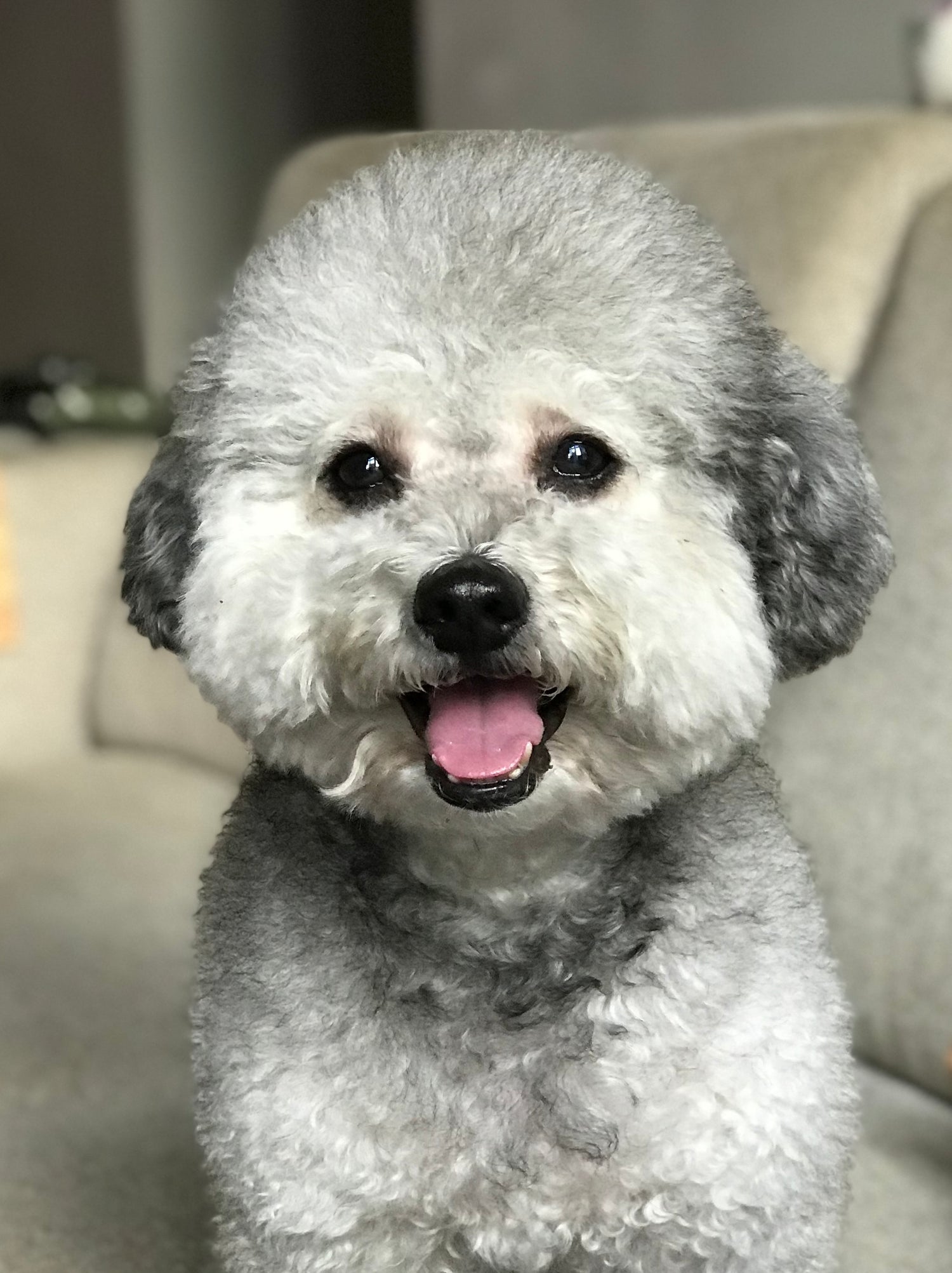 Joe the poodle, the feisty inspiration behind Angry Joe Sportswear's breathable Padel apparel.